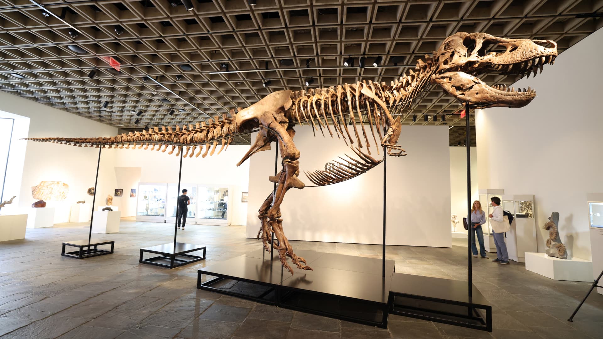 T. rex sells for $50 million, becoming the most expensive dinosaur fossil ever auctioned
